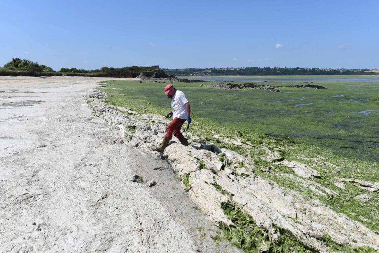 algues vertes sur une plage bretonne