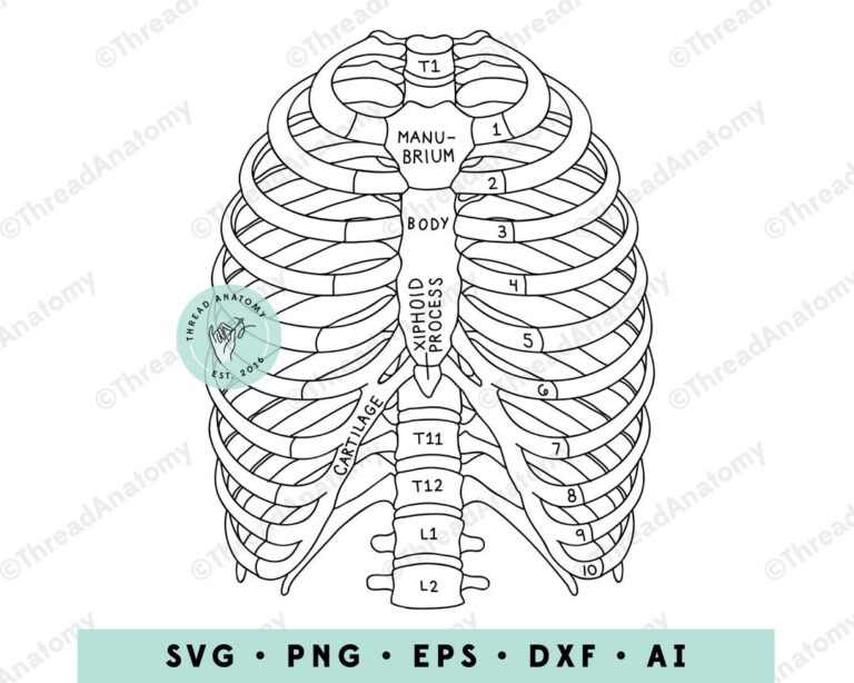 Qu'est-ce qu'un RIB et à quoi sert-il dans vos transactions 25 illustration dun rib avec des transactions
