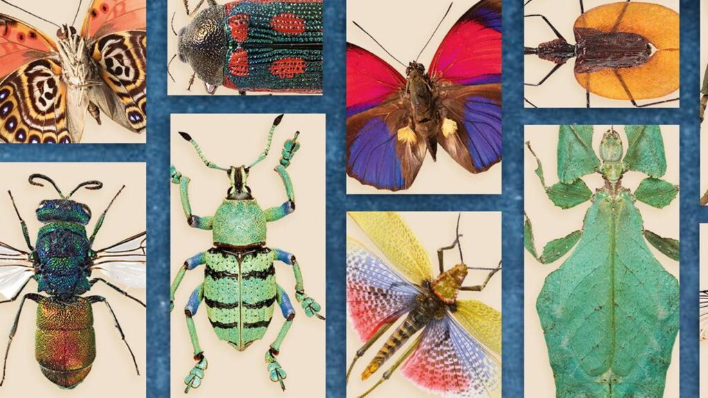 Pourquoi visiter Micropolis, la cité des insectes fascinants 8 Pourquoi visiter Micropolis, la cité des insectes fascinants
