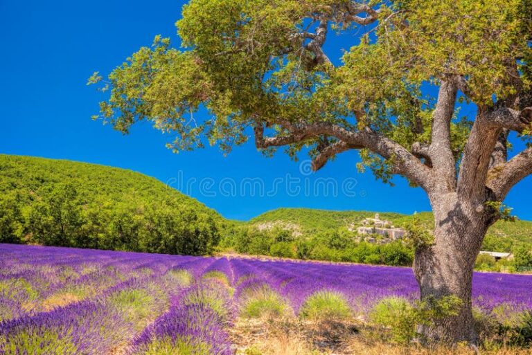 Quelle est la beauté à découvrir en Provence-Alpes-Côte d'Azur 2 lavandes en fleurs sous un ciel bleu