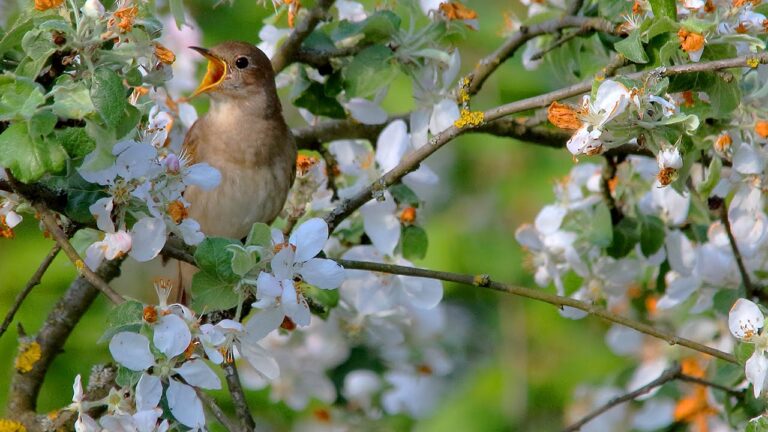 oiseaux chantant dans un arbre fleuri