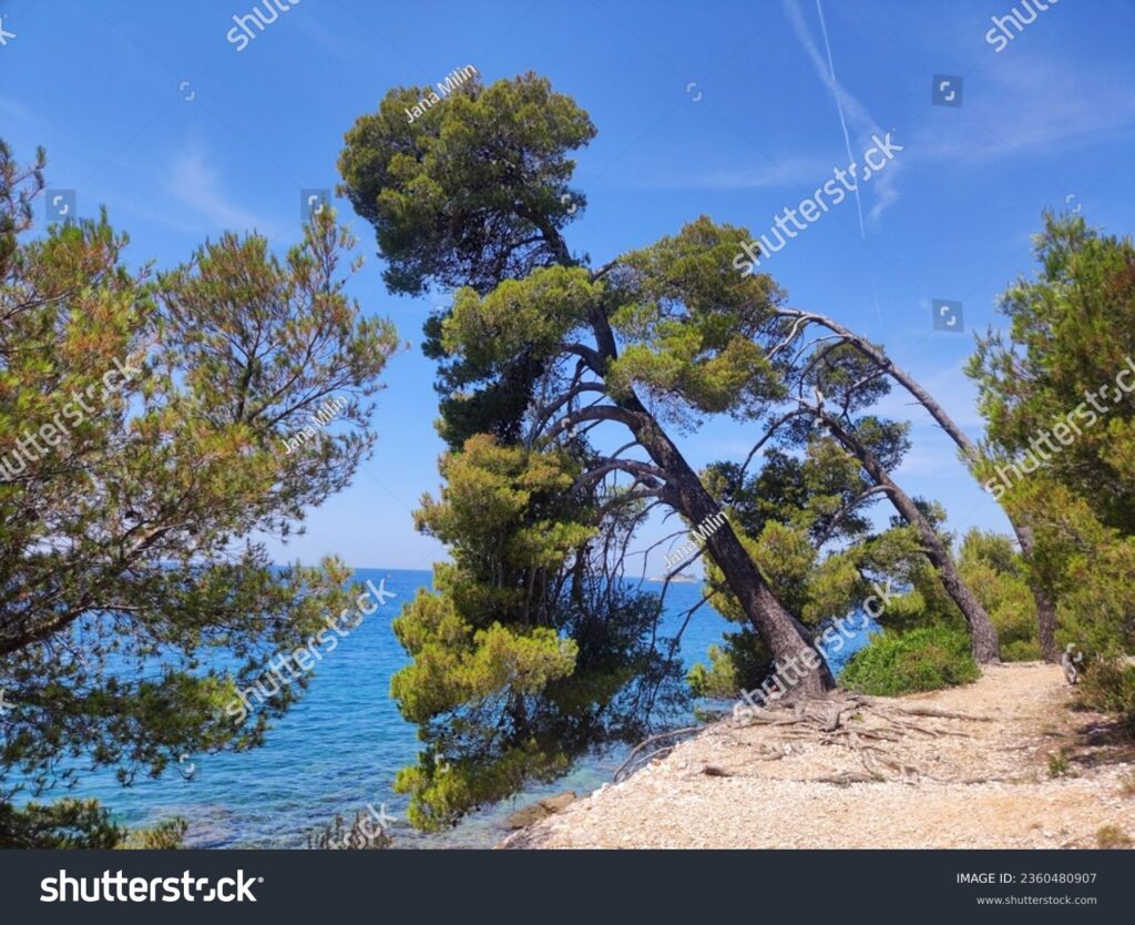 Pourquoi les pins penchés au Lavandou fascinent-ils tant les visiteurs