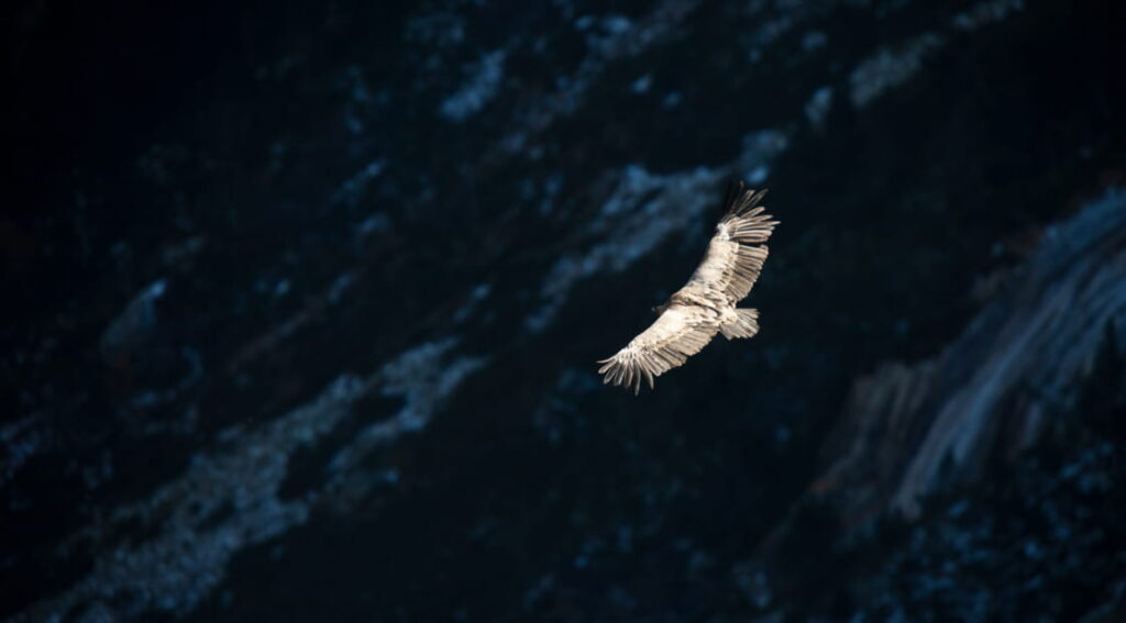 Quels sont les rapaces que l'on peut observer à Gap 6 Quels sont les rapaces que l’on peut observer à Gap
