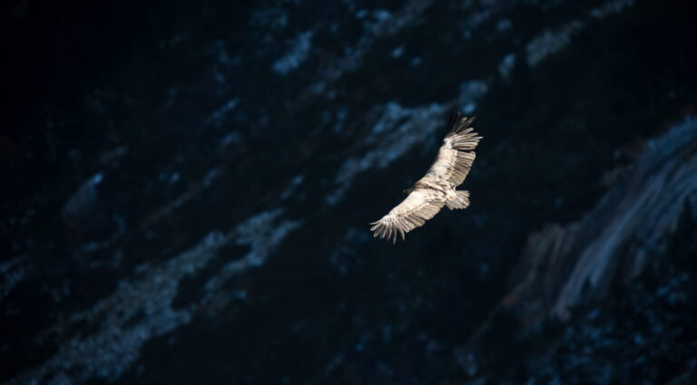 rapaces en vol au dessus des montagnes