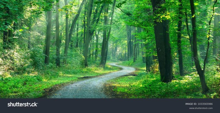 un chemin forestier sinueux et lumineux