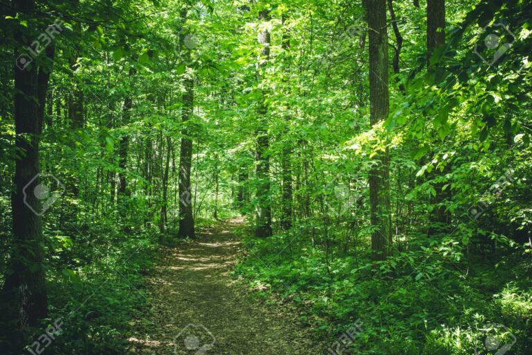 une foret dense et verdoyante