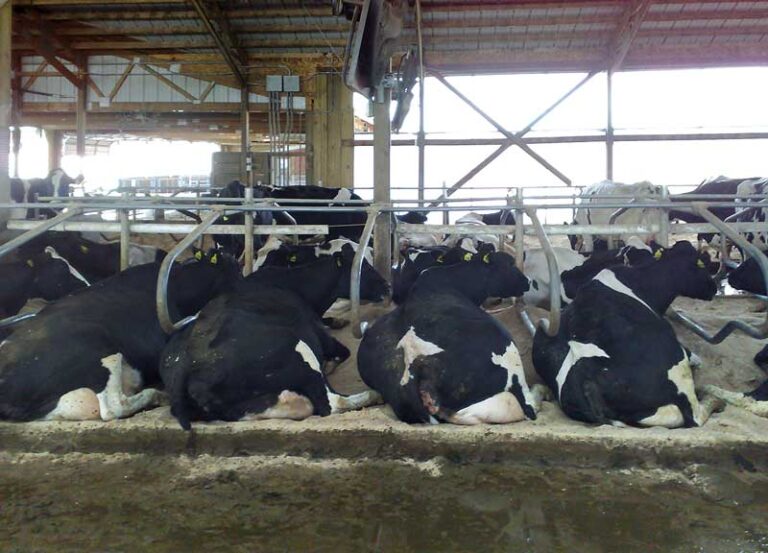 vaches laitieres dans un pre verdoyant