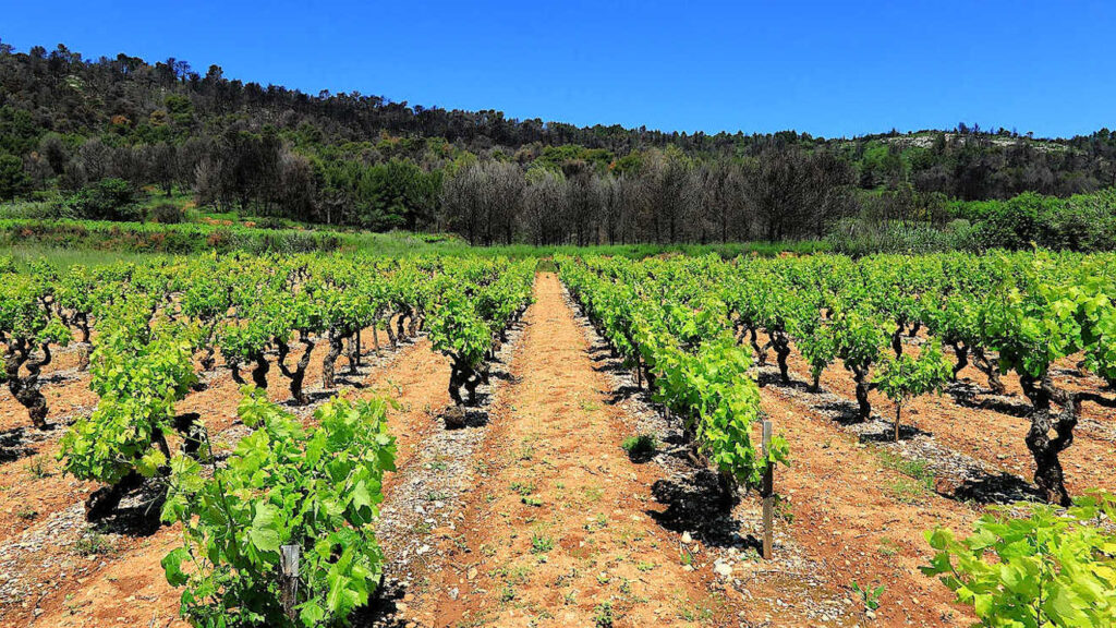 Pourquoi visiter la région Languedoc-Roussillon et Midi-Pyrénées 4 Pourquoi visiter la région Languedoc-Roussillon et Midi-Pyrénées